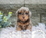 Puppy Nova Poodle (Miniature)