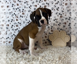 Boxer Puppy for sale in FRANKLIN, IN, USA
