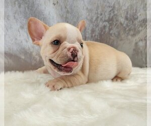 French Bulldog Puppy for sale in BEVERLY HILLS, CA, USA