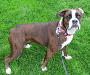 Boxer Puppy for sale in WESTERN SPRGS, IL, USA
