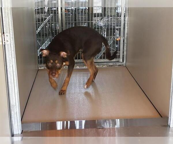 Medium Photo #1 American Pit Bull Terrier-Unknown Mix Puppy For Sale in Ocala, FL, USA