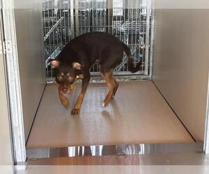 American Pit Bull Terrier-Unknown Mix Dogs for adoption in Ocala, FL, USA