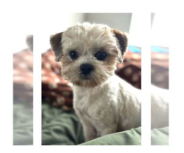 Medium Photo #2 Shih Tzu Puppy For Sale in Mooresville, NC, USA