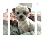 Small #1 Shih Tzu
