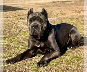 Father of the Cane Corso puppies born on 03/03/2024