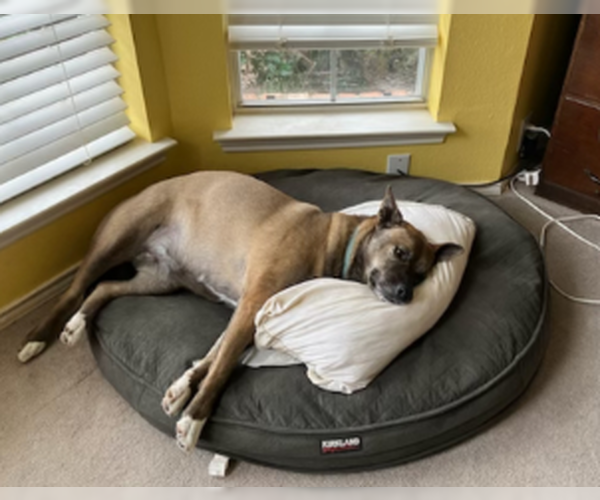 Medium Photo #3 Siberian Husky Puppy For Sale in Denton, TX, USA