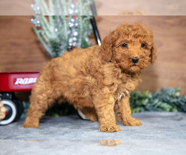 Medium Photo #2 Poodle (Miniature) Puppy For Sale in WOLCOTTVILLE, IN, USA