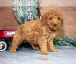 Small #1 Poodle (Miniature)