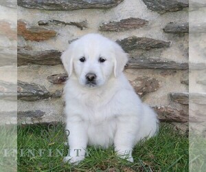 English Cream Golden Retriever Puppy for sale in CHRISTIANA, PA, USA