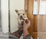Puppy Sneezy French Bulldog