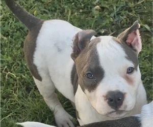 American Bully Puppy for sale in GREENWOOD, IN, USA