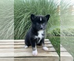 Puppy 3 Huskimo-Pomeranian Mix