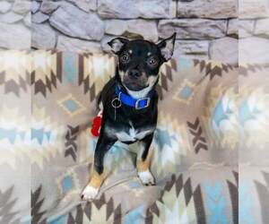 McDonald - Male Chihuahua-Unknown Mix Dog for Adoption - Photo #4