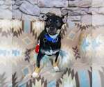 Small Photo #4 Chihuahua-Unknown Mix Puppy For Sale in Kennesaw, GA, USA
