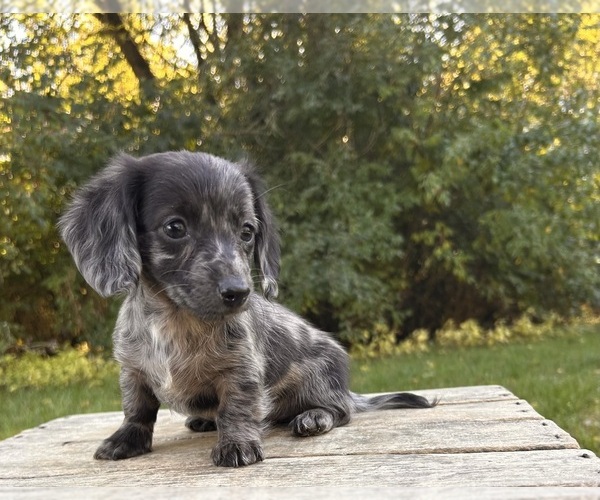 Medium Photo #2 Dachshund Puppy For Sale in MIDDLEBURY, IN, USA