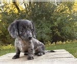 Small #1 Dachshund