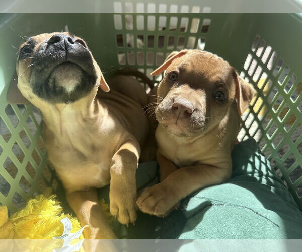 Medium Photo #5 Mutt Puppy For Sale in Philadelphia, PA, USA