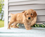 Small #1 Golden Retriever