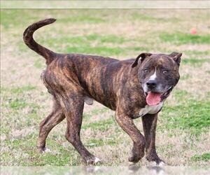 Mutt Dogs for adoption in Grovetown, GA, USA