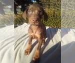 Small Photo #14 Doberman Pinscher Puppy For Sale in PASCO, WA, USA