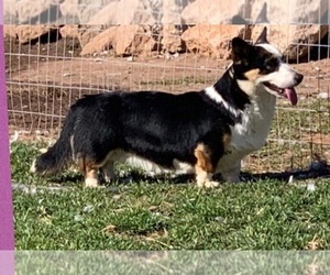Mother of the Cardigan Welsh Corgi puppies born on 01/17/2023