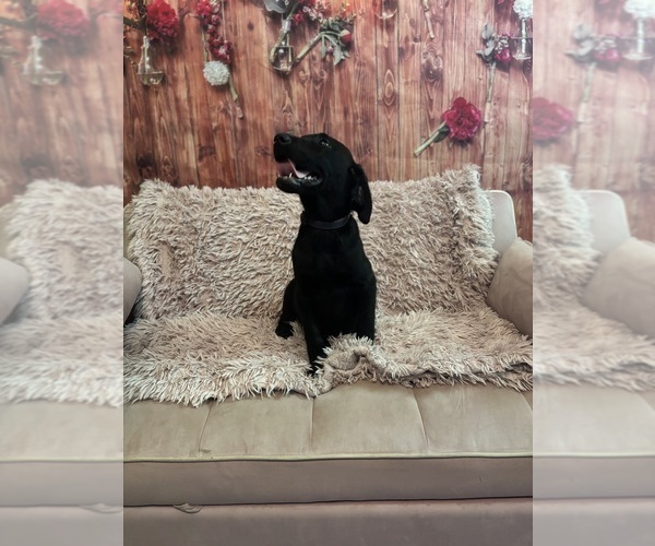 Medium Photo #4 Golden Labrador Puppy For Sale in SAYRE, PA, USA