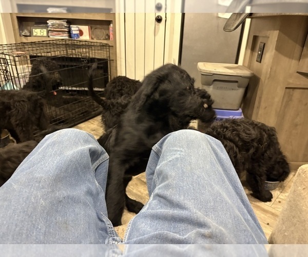 Medium Photo #1 Rottle Puppy For Sale in BATTLE GROUND, IN, USA