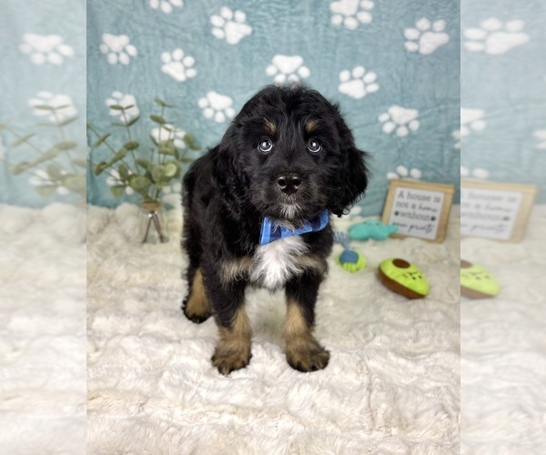 Medium Photo #2 Bernedoodle (Miniature) Puppy For Sale in NOBLESVILLE, IN, USA