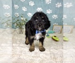 Small #1 Bernedoodle (Miniature)