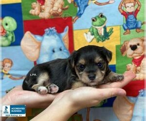 Morkie Puppy for sale in WINNSBORO, LA, USA