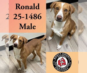 Mutt Dogs for adoption in Georgetown, KY, USA