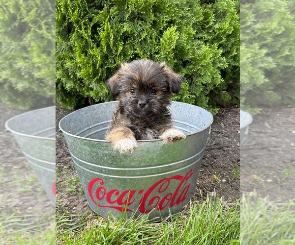 Medium Photo #3 Shiranian Puppy For Sale in MIDDLEBURY, IN, USA