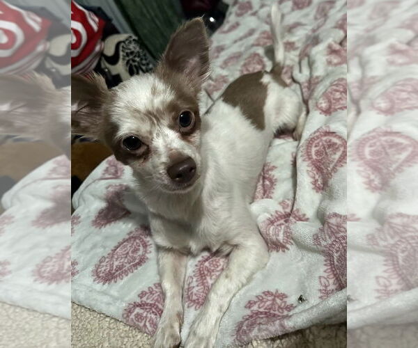 Medium Photo #2 Chihuahua Puppy For Sale in Wheaton, IL, USA