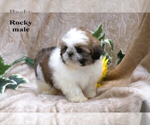 Shih Tzu Puppy for sale in CLARE, MI, USA