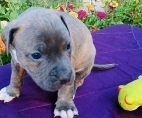 Medium Photo #6 American Pit Bull Terrier Puppy For Sale in ABERDEEN, SD, USA