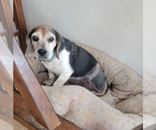 Medium Photo #3 Beagle Puppy For Sale in Las Vegas, NV, USA