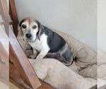 Small #2 Beagle