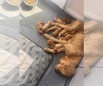 Small Goldendoodle