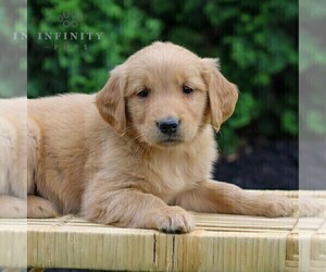 Golden Retriever Puppy for sale in LITITZ, PA, USA