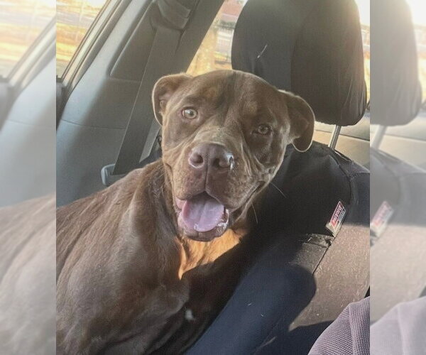 Medium Photo #1 Labrador Retriever-Unknown Mix Puppy For Sale in Candler, NC, USA