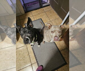 BANJO #2 - Male American Staffordshire Terrier-Unknown Mix Dog for Adoption - Photo #4