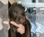 Small Photo #2 Goldendoodle-Labrador Retriever Mix Puppy For Sale in COCOA, FL, USA