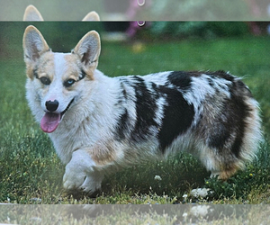 Father of the Pembroke Welsh Corgi puppies born on 04/10/2023