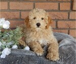 Small Photo #5 Maltipoo Puppy For Sale in MILLERSBURG, OH, USA
