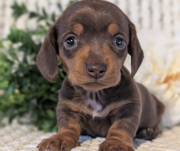 Medium Photo #5 Dachshund Puppy For Sale in GOSHEN, IN, USA