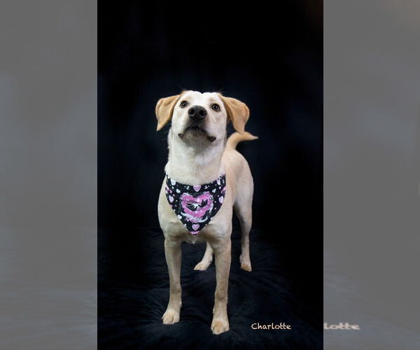 Medium Photo #2 Labrador Retriever-Unknown Mix Puppy For Sale in Hot Springs Village, AR, USA