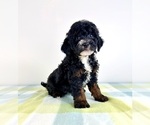 Small #2 Bernedoodle (Miniature)