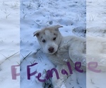 Small Photo #1 Siberian Husky Puppy For Sale in WILLIAMSBURG, VA, USA