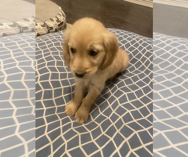 Medium Photo #1 Golden Retriever Puppy For Sale in AUSTIN, TX, USA