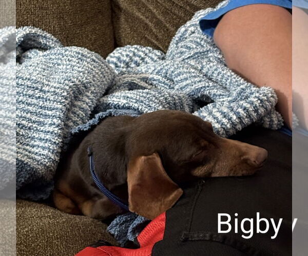 Medium Photo #5 Dachshund Puppy For Sale in Sioux Falls, SD, USA